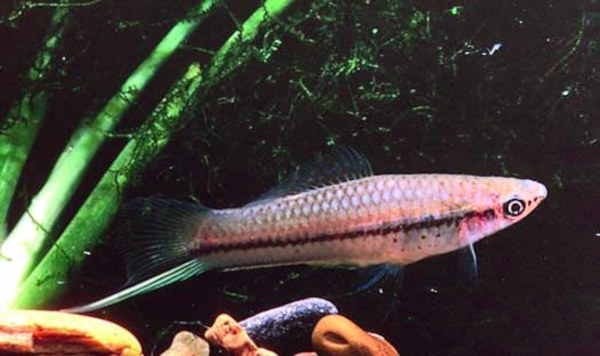 Xiphophorus hellerii