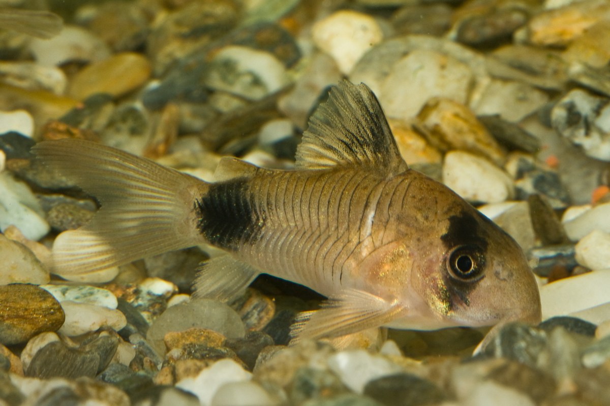 Hoplisoma panda