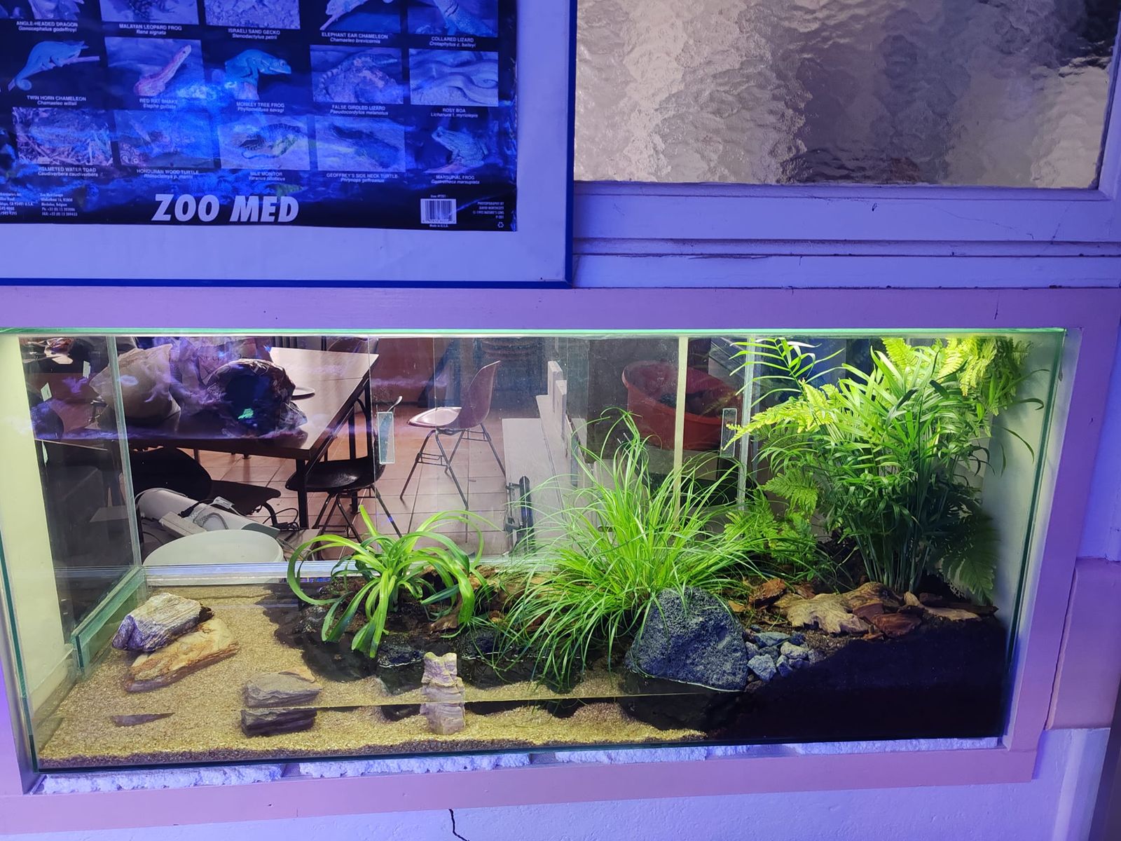 Des crabes vampires arrivent bientôt au club aquariophile de Saint-Étienne