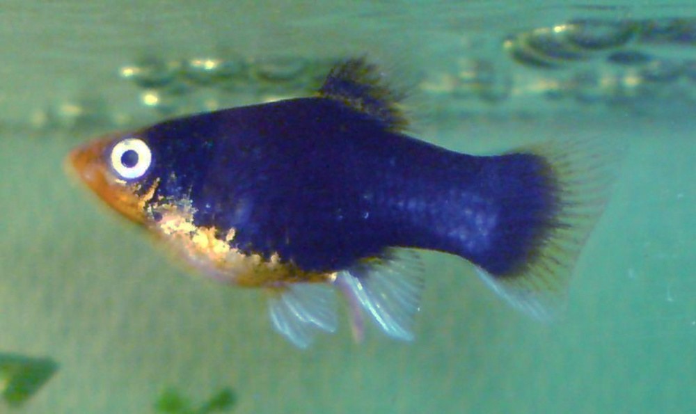 Xiphophorus maculatus