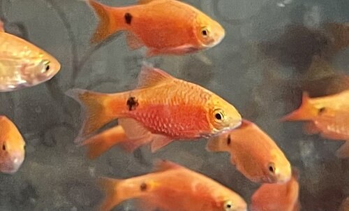 Pethia conchonius
