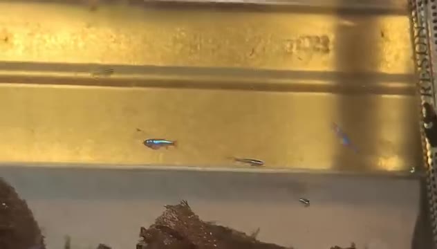 Élevage de Tanichthys : les jeunes à longues nageoires grandissent
