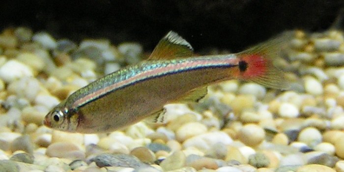 Tanichthys albonubes