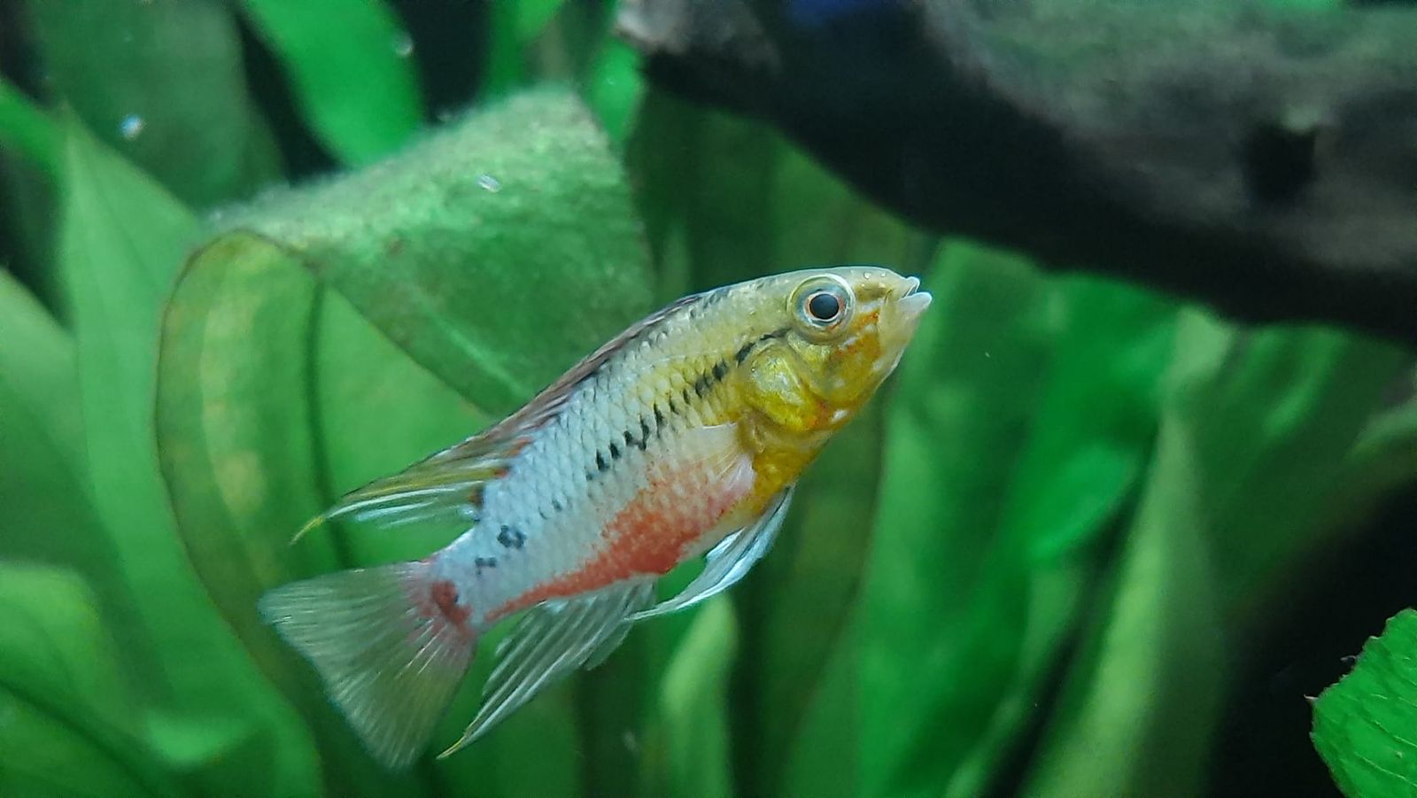 Apistogramma hongsloi : un nouveau couple