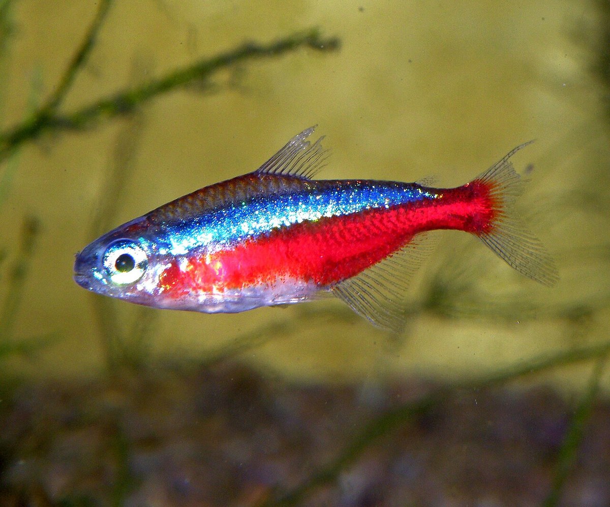 Paracheirodon axelrodi