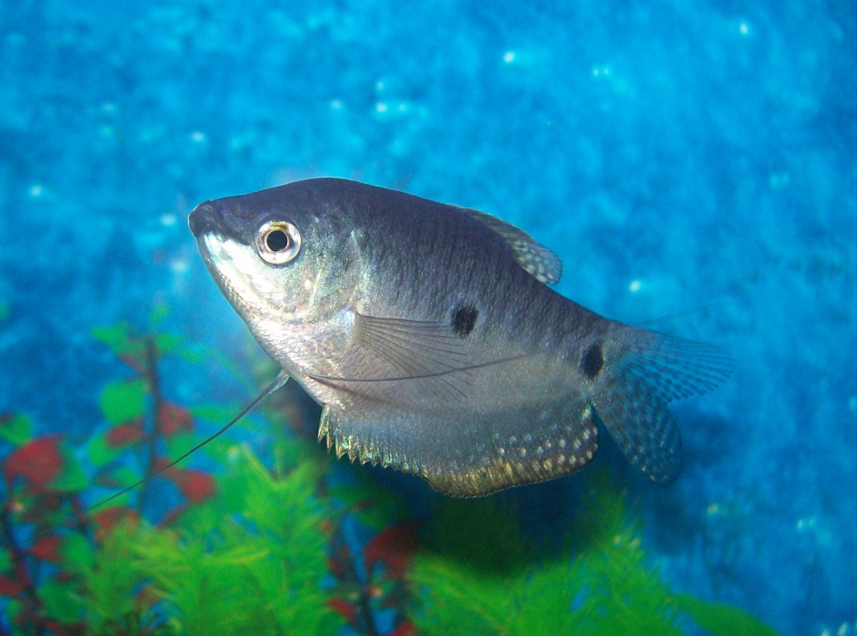Trichopodus trichopterus