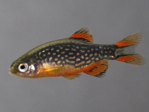 Danio margaritatus
