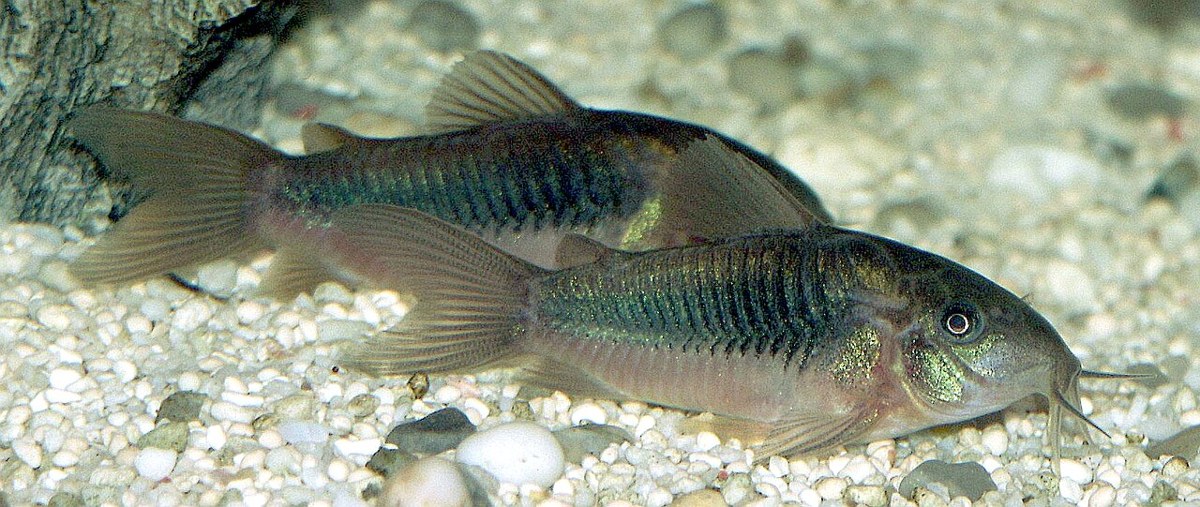 Osteogaster aenea