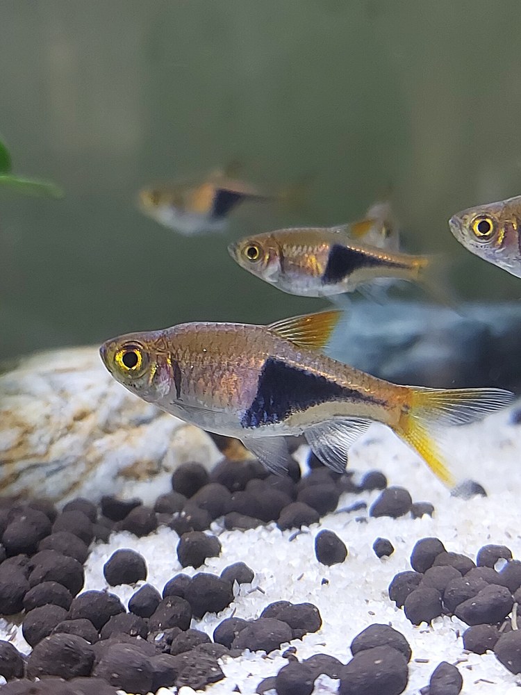 Trigonostigma heteromorpha
