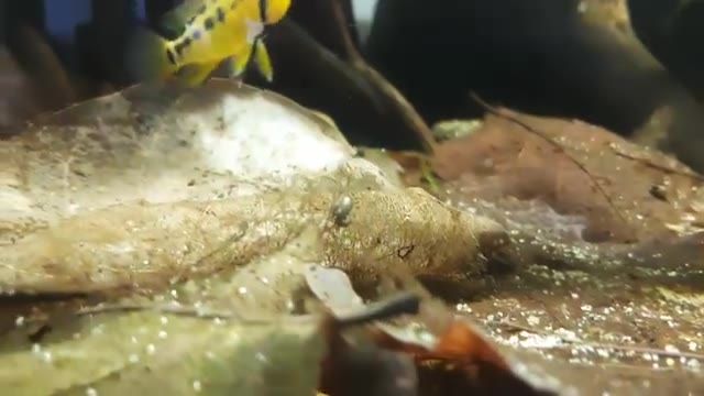 Apistogramma macmasteri : première ponte et nage libre des alevins
