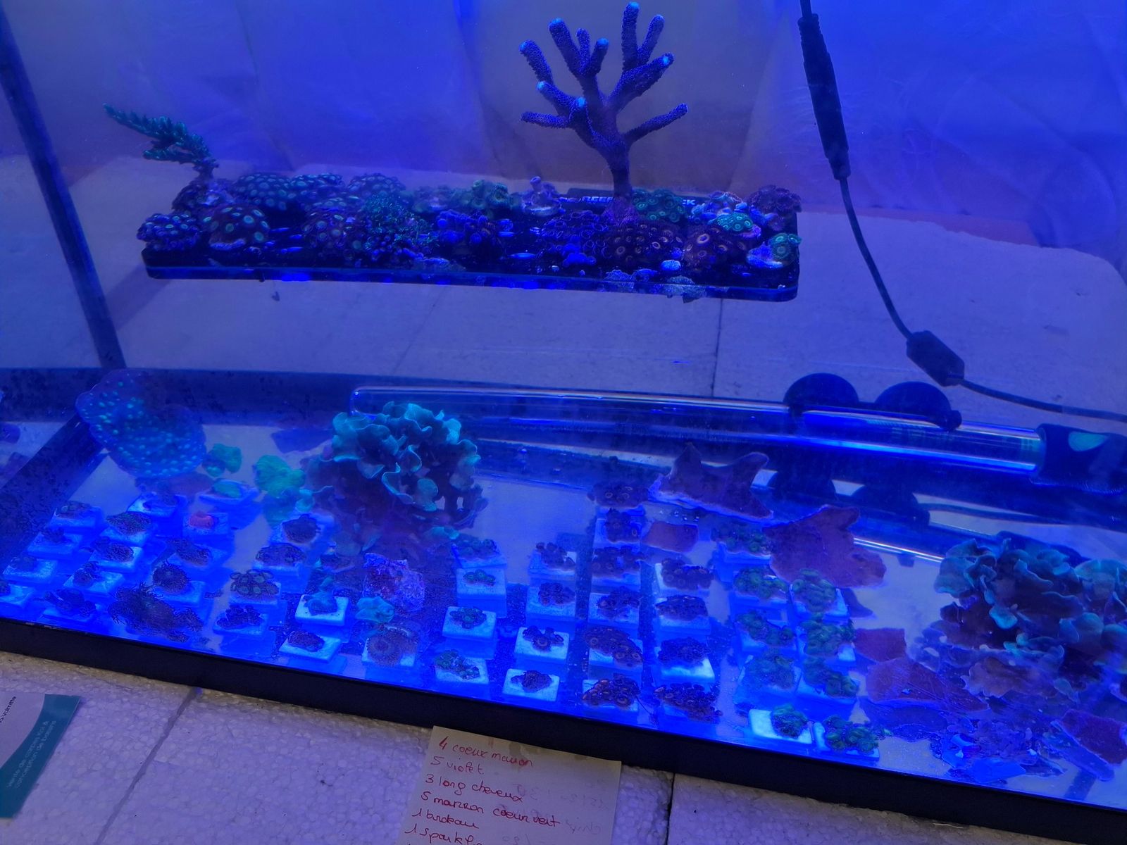Portes ouvertes à Saint-Étienne : la brocante aquariophile commence
