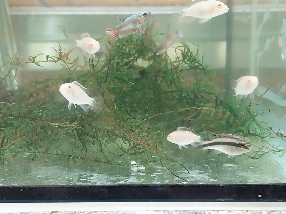Pelvicachromis pulcher albinos : deux générations nées au club