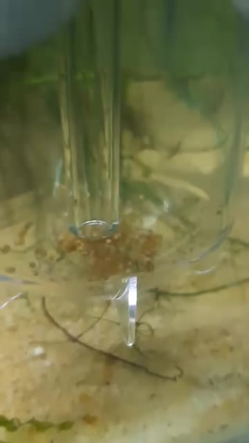 Reproduction de Corydoras : première éclosion