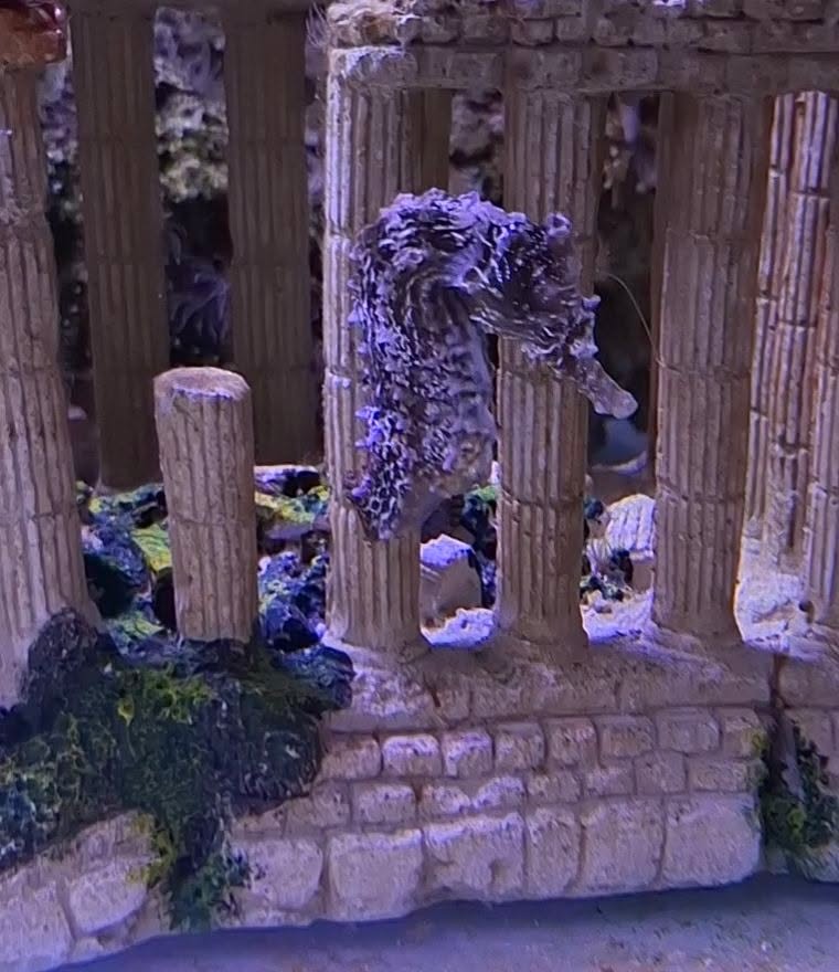 Rencontres aquariophiles de Saint-Étienne : merci à nos 150 visiteurs