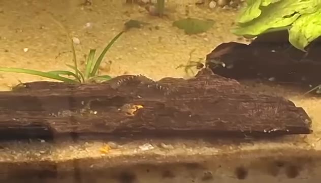 Sewellia lineolata : notre population continue de grandir