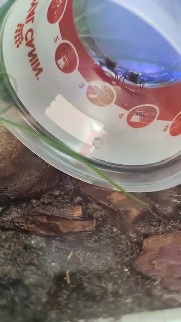 Paludarium du CASE : nos six crabes vampires sont arrivés