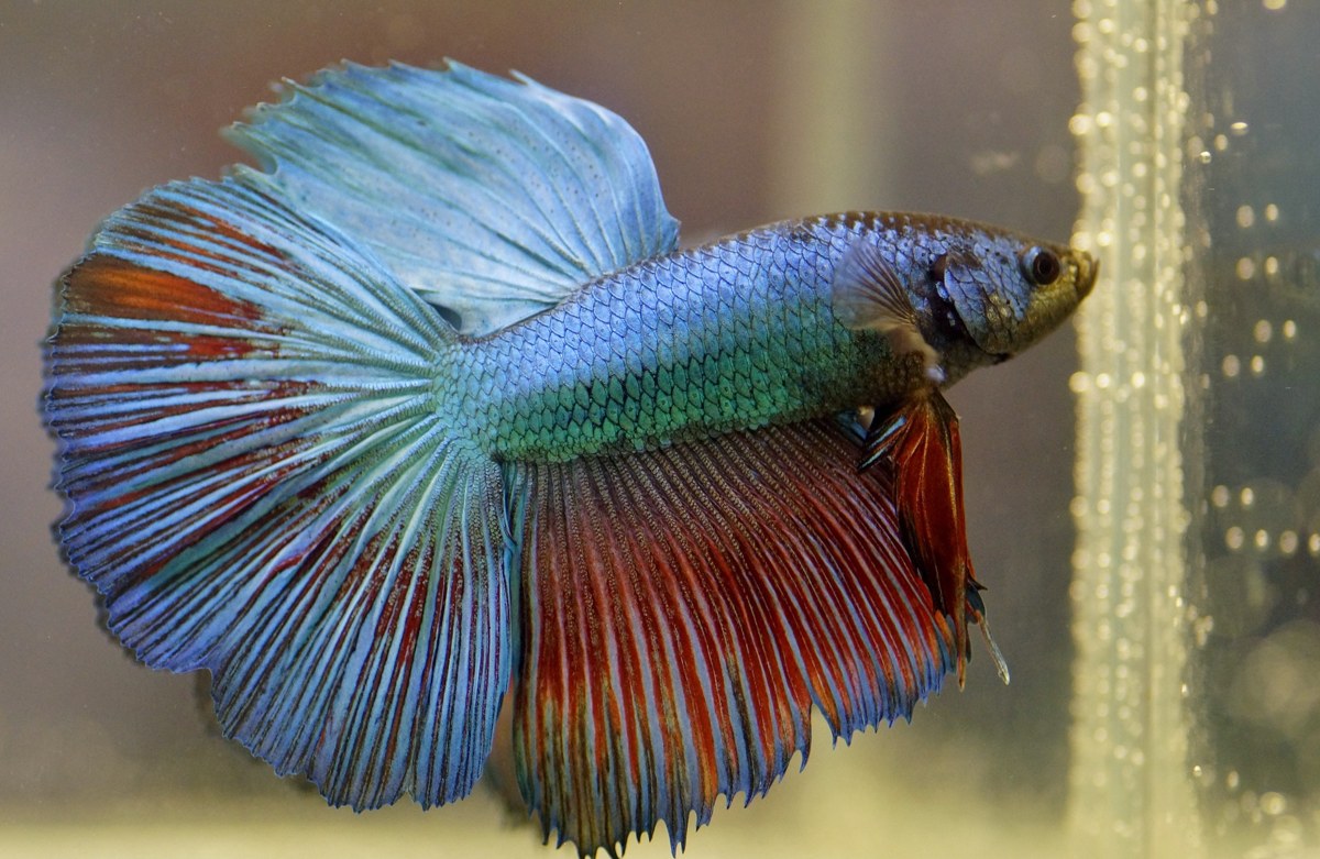 Betta splendens