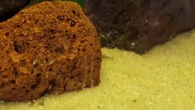 Reproduction de Sewellia lineolata : encore des jeunes au CASE