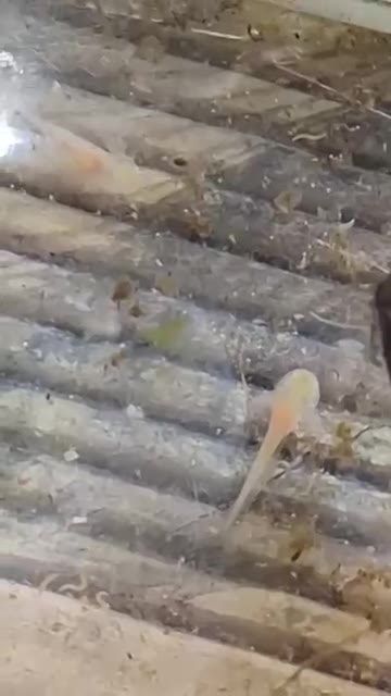 Axolotls albinos : les jeunes grandissent